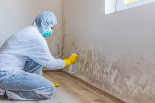 Licensed Mold Remediation service in Baldwin, PA - WQB Mold Removal